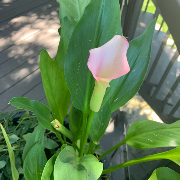 Meet your Posher, Eva - Picture 1 of 1